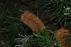 Banksia spinulosa