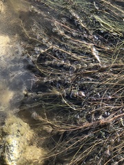 Myriophyllum sibiricum