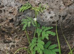 Desmanthus pernambucanus