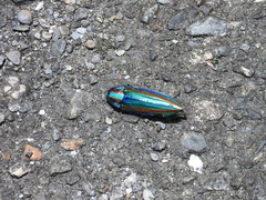 Chrysochroa fulgidissima