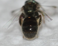 Lasioglossum illinoense