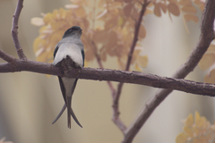 Hemiprocne longipennis