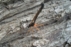 Ephialtes manifestator