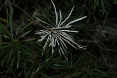 Banksia spinulosa