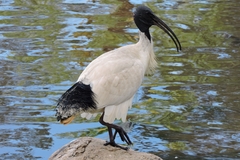 Threskiornis molucca