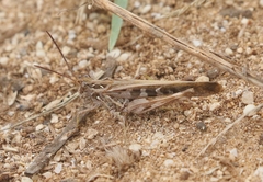 Oedaleus abruptus