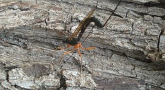 Ephialtes manifestator