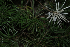 Banksia spinulosa
