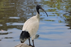 Threskiornis molucca