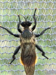 Laphria janus