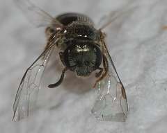 Lasioglossum illinoense