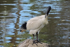 Threskiornis molucca