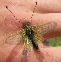 Libelloides ictericus