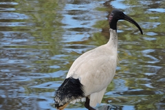 Threskiornis molucca