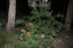 Banksia spinulosa