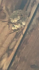 Polistes exclamans