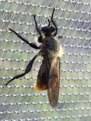 Laphria janus