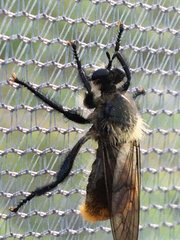 Laphria janus