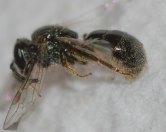 Lasioglossum illinoense