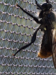 Laphria janus