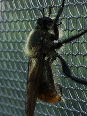 Laphria janus