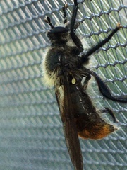 Laphria janus
