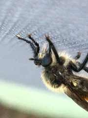 Laphria janus