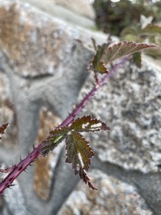 Rubus ursinus