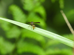 Phimenes flavopictus