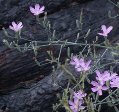 Stephanomeria