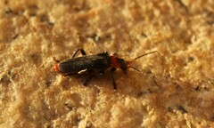 Cantharis fusca