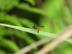 Phimenes flavopictus