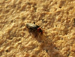 Cantharis fusca