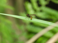 Phimenes flavopictus