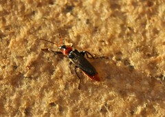 Cantharis fusca