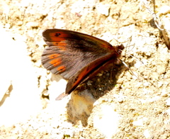 Erebia pronoe