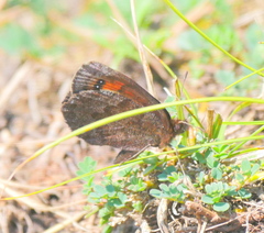 Erebia pronoe