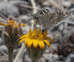 Burnsius communis