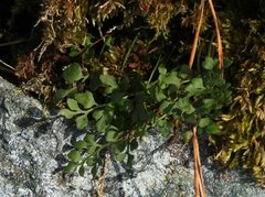 Asplenium ruta-muraria