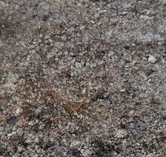 Eriogonum spergulinum