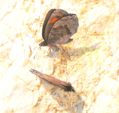 Erebia pronoe