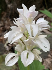Govenia liliacea