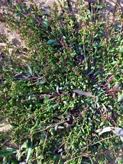 Calandrinia corrigioloides