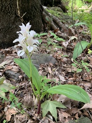 Govenia liliacea