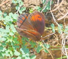 Erebia pronoe