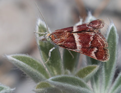 Psammobotys alpinalis