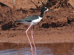 Himantopus mexicanus knudseni