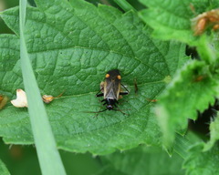 Adelphocoris seticornis
