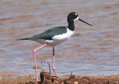 Himantopus mexicanus knudseni