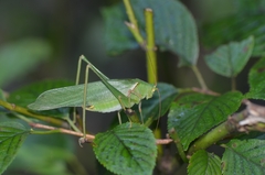 Sinochlora longifissa